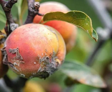 Keyword Stuffing Era AI: Jadi Pembunuh Peringkat Situs yang Mematikan 2 Melakukan Keyword Stuffing sama saja dengan memetik buah busuk
